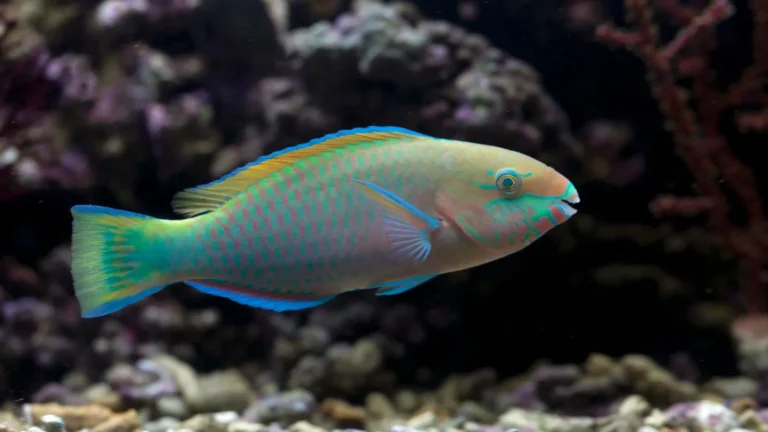 Reef Tank Water Parameters: The Complete Target Range Guide