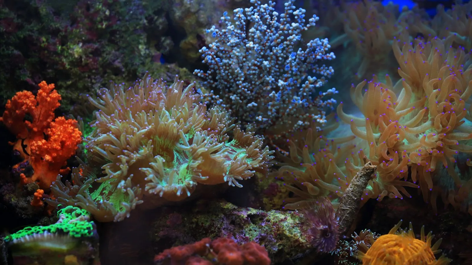How to Set Up Your First Saltwater Reef Tank: A Step-by-Step Guide