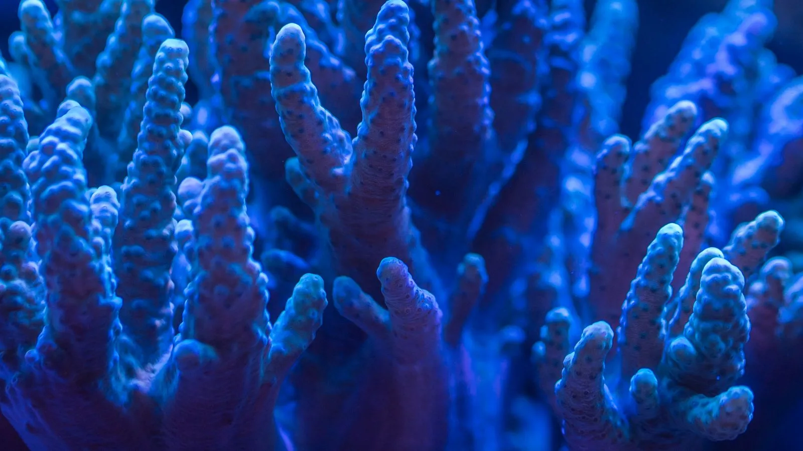 Reef Tank Pests: Flatworms, Bristleworms, and Bugs