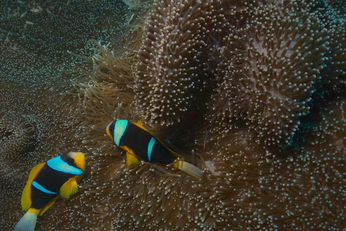 clownfish care — ocellaris clownfish