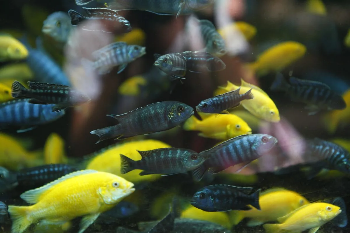 new tank mistakes reef — aquarium problem