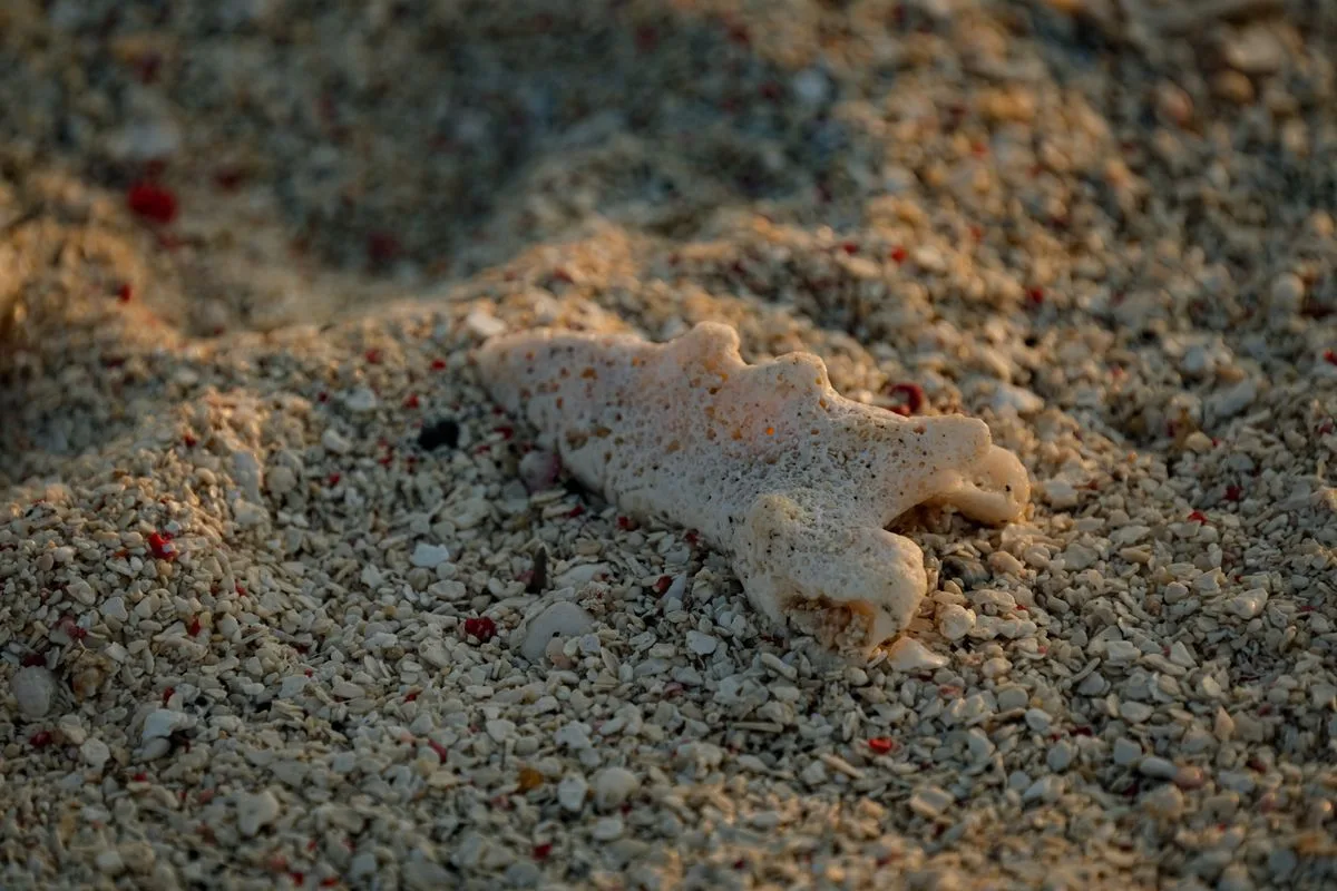 reef trace elements — coral closeup