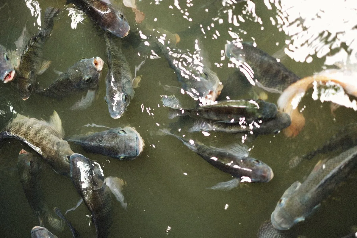 marine ich treatment — fish disease