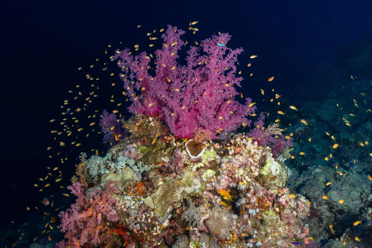 coral not growing — reef tank