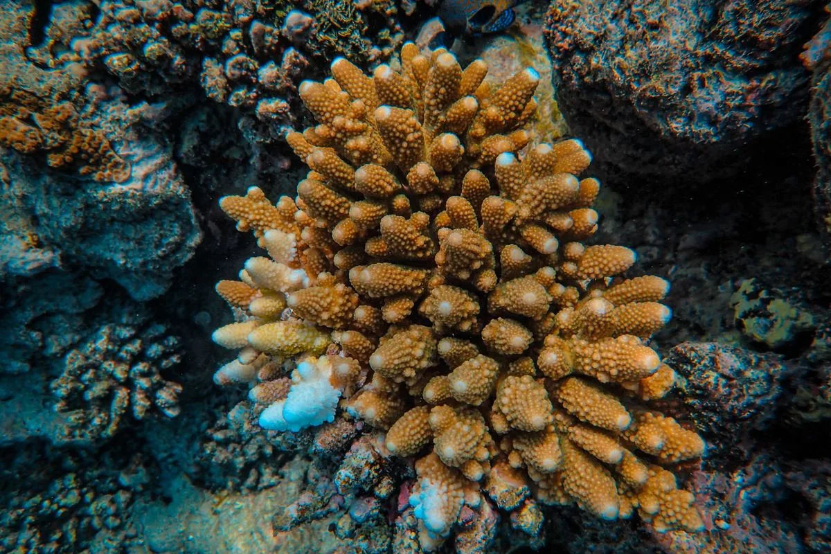 acropora sps care — branching coral