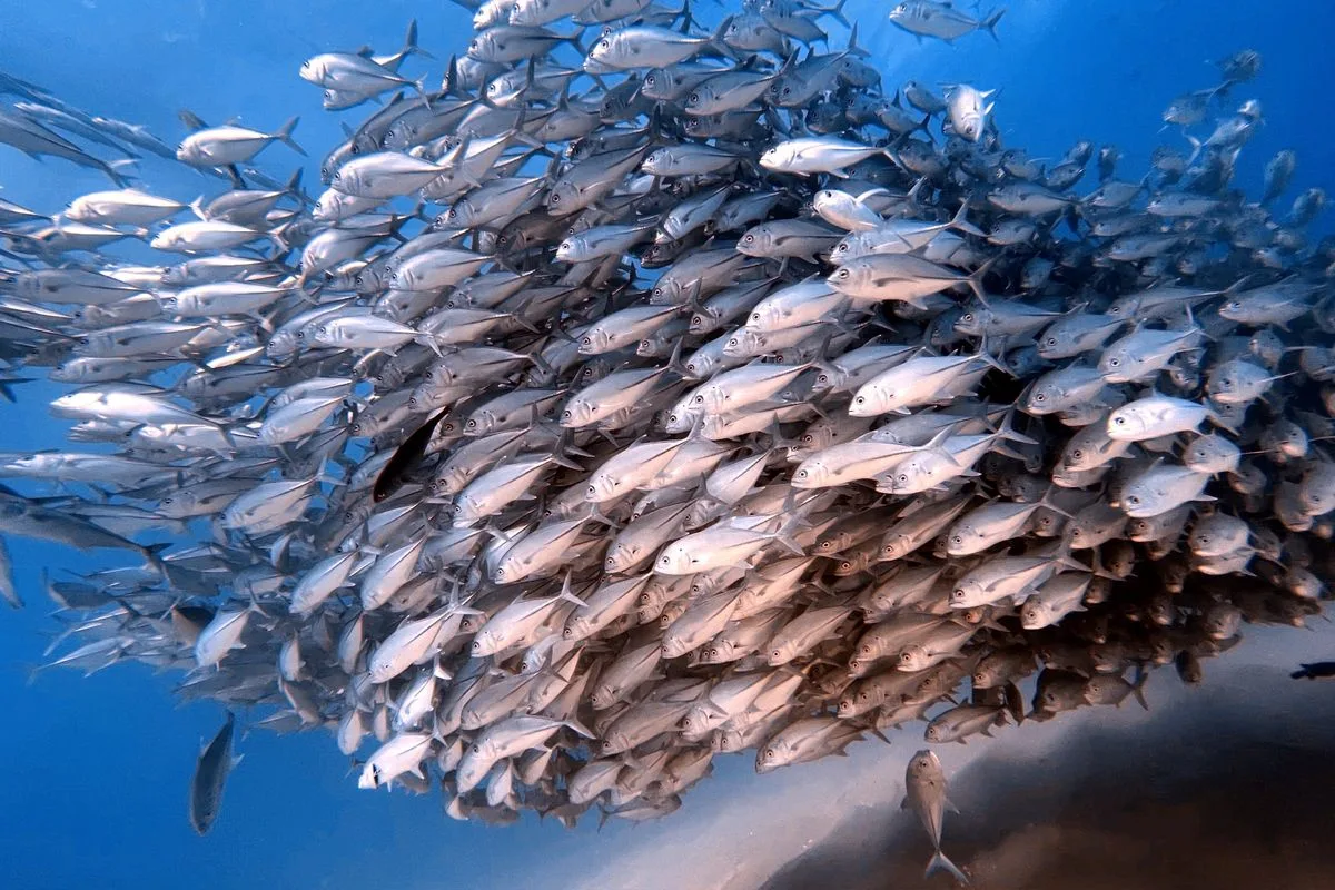 reef fish aggression — marine fish school