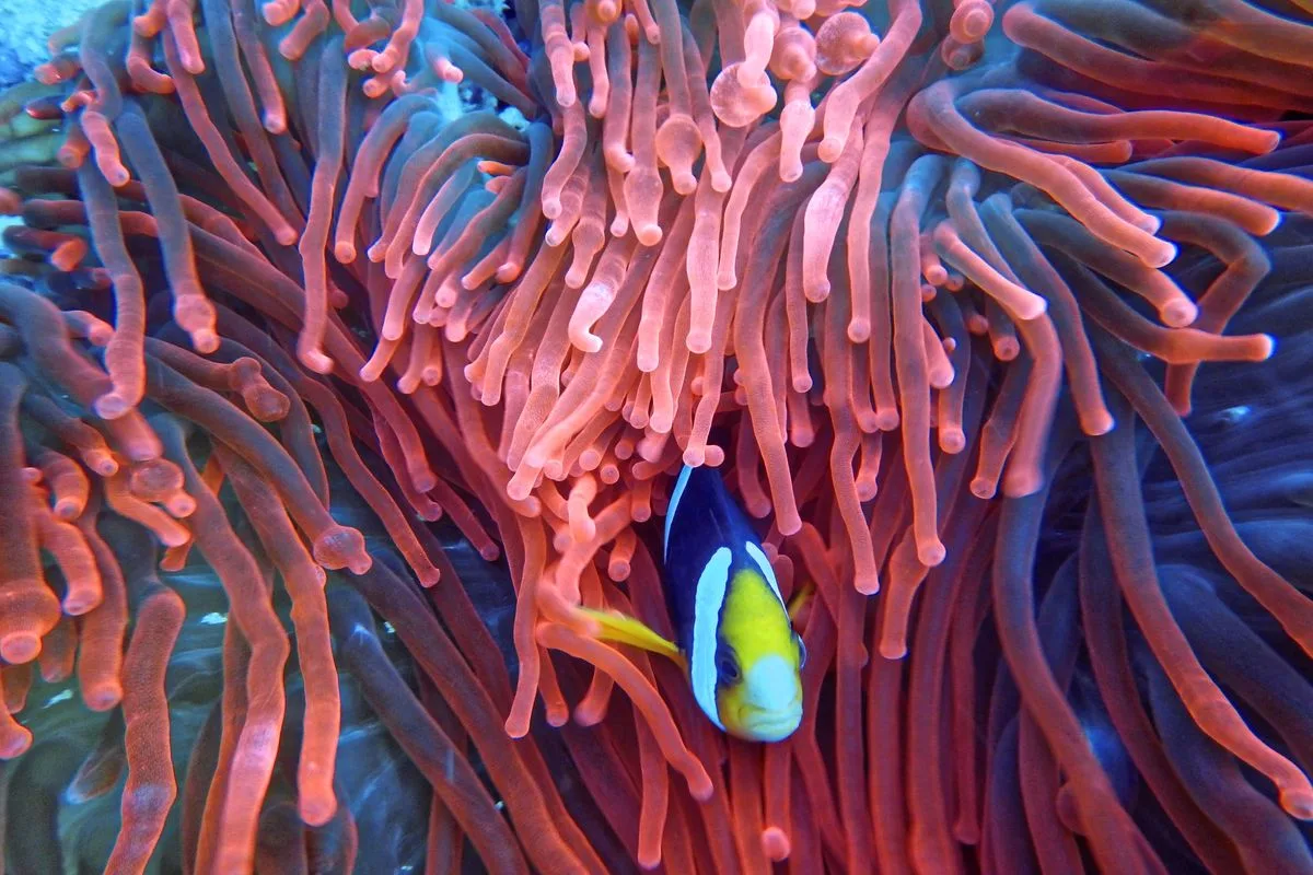anemones reef tank — anemone clownfish