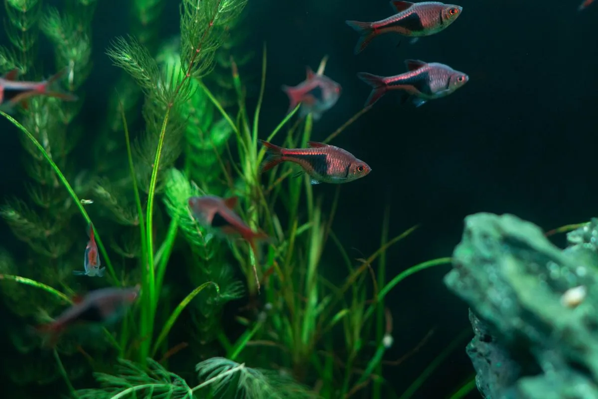 best reef starter kits — aquarium kit