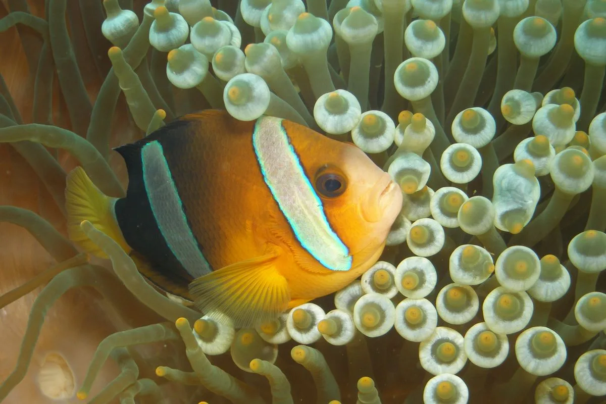 anemones reef tank — marine anemone