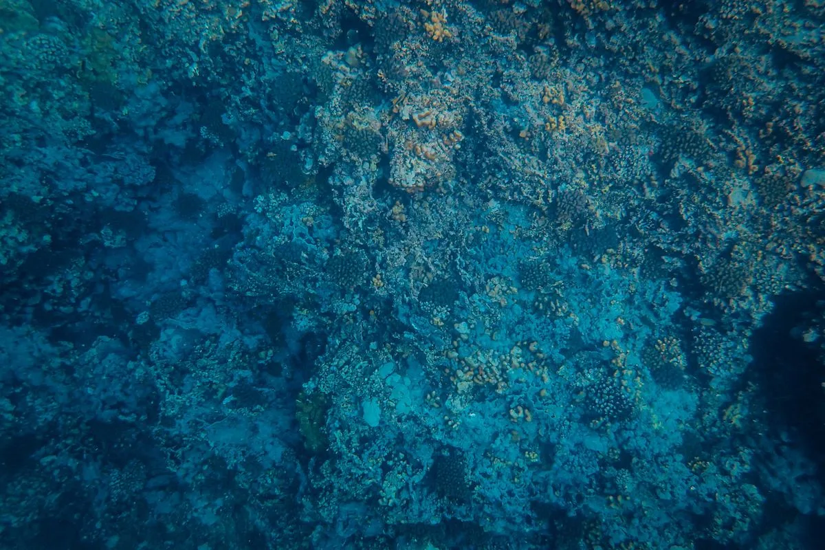 crashing reef tank — reef tank