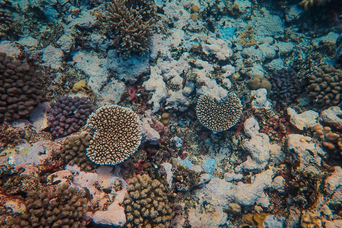 crashing reef tank — distressed coral
