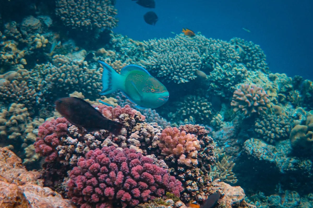reef chemistry stability — coral reef