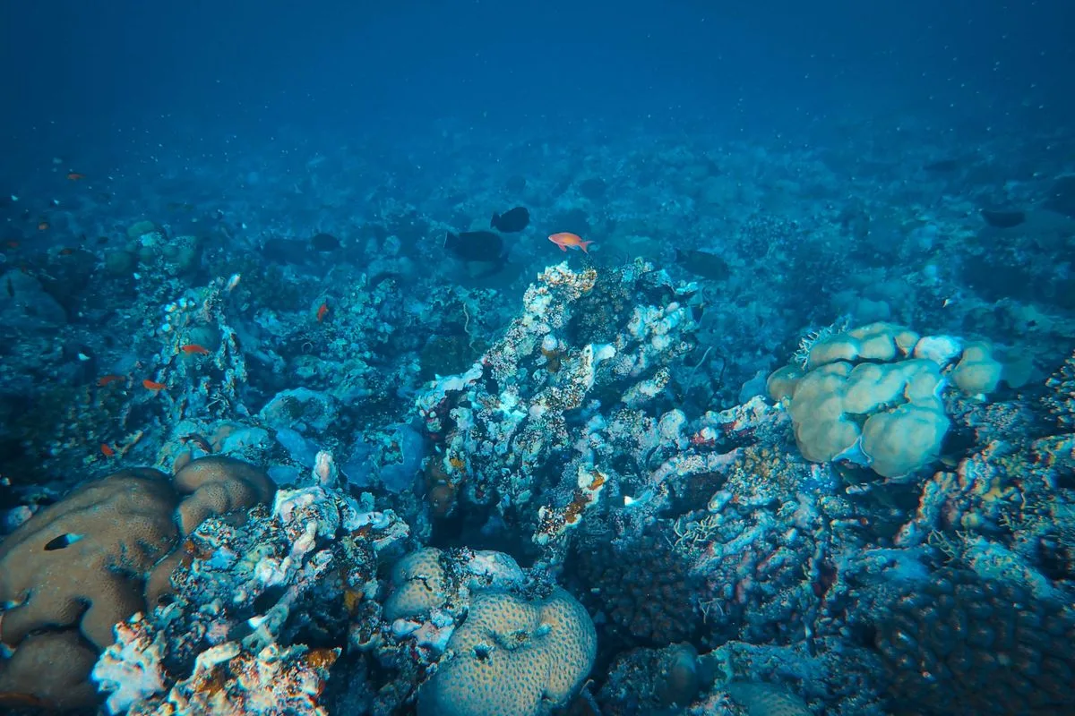 reef chemistry stability — steady water