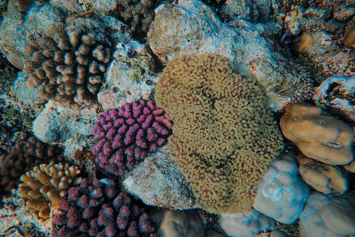 coral coloration — colorful coral