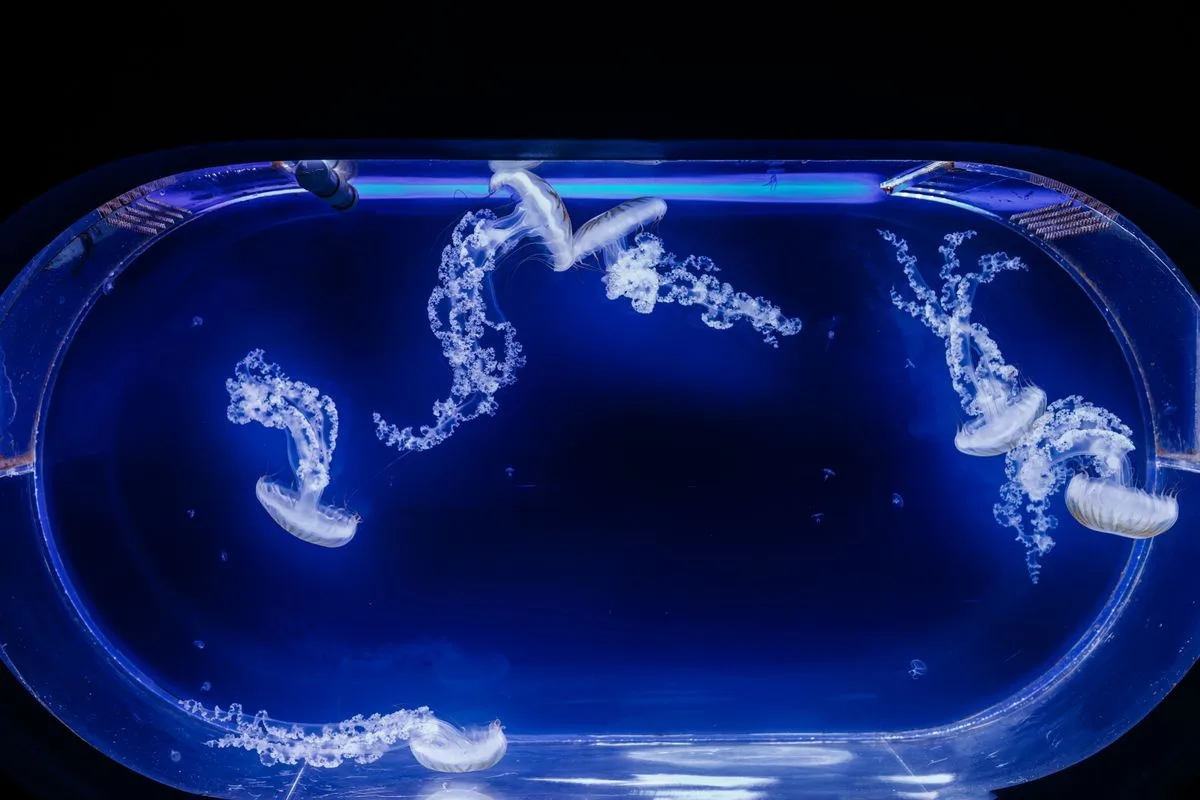 best reef wavemaker — water flow aquarium