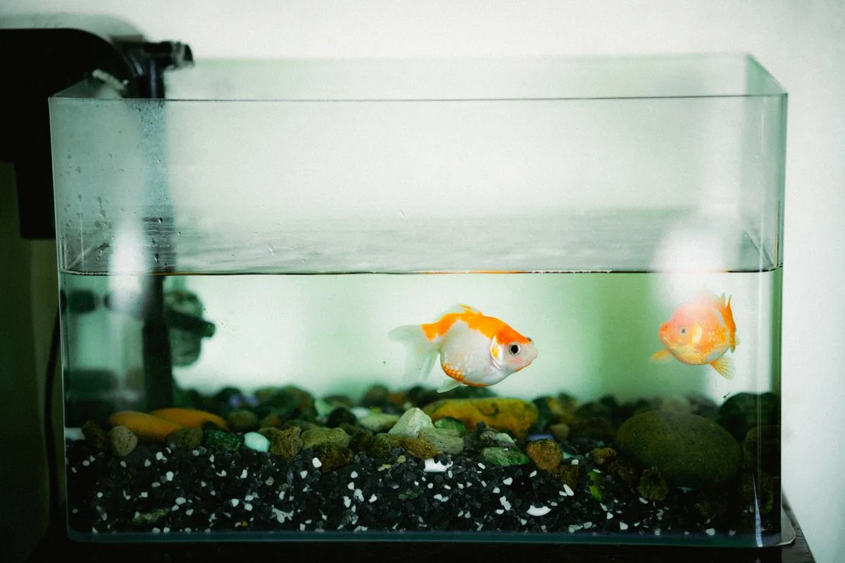 reef tank maintenance schedule — cleaning aquarium