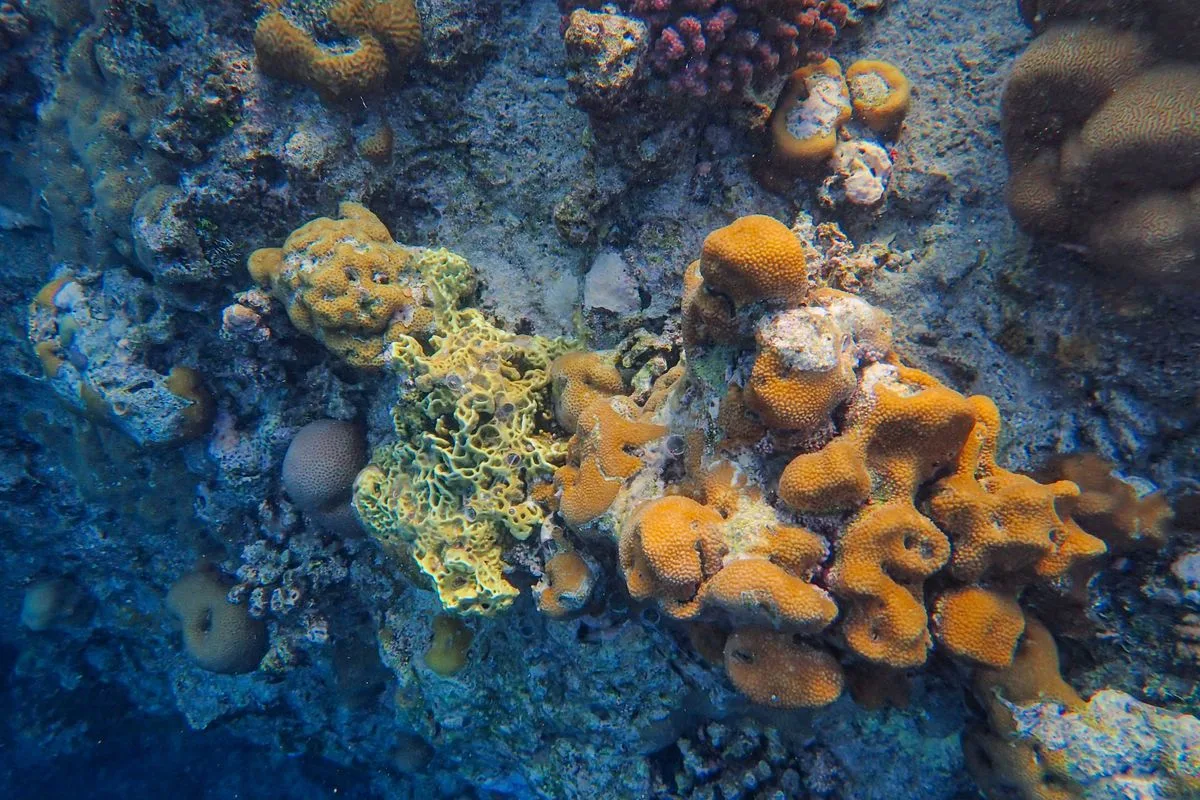 coral dip acclimation — coral dip