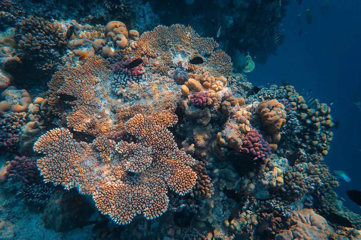 sick coral diagnosis — coral reef