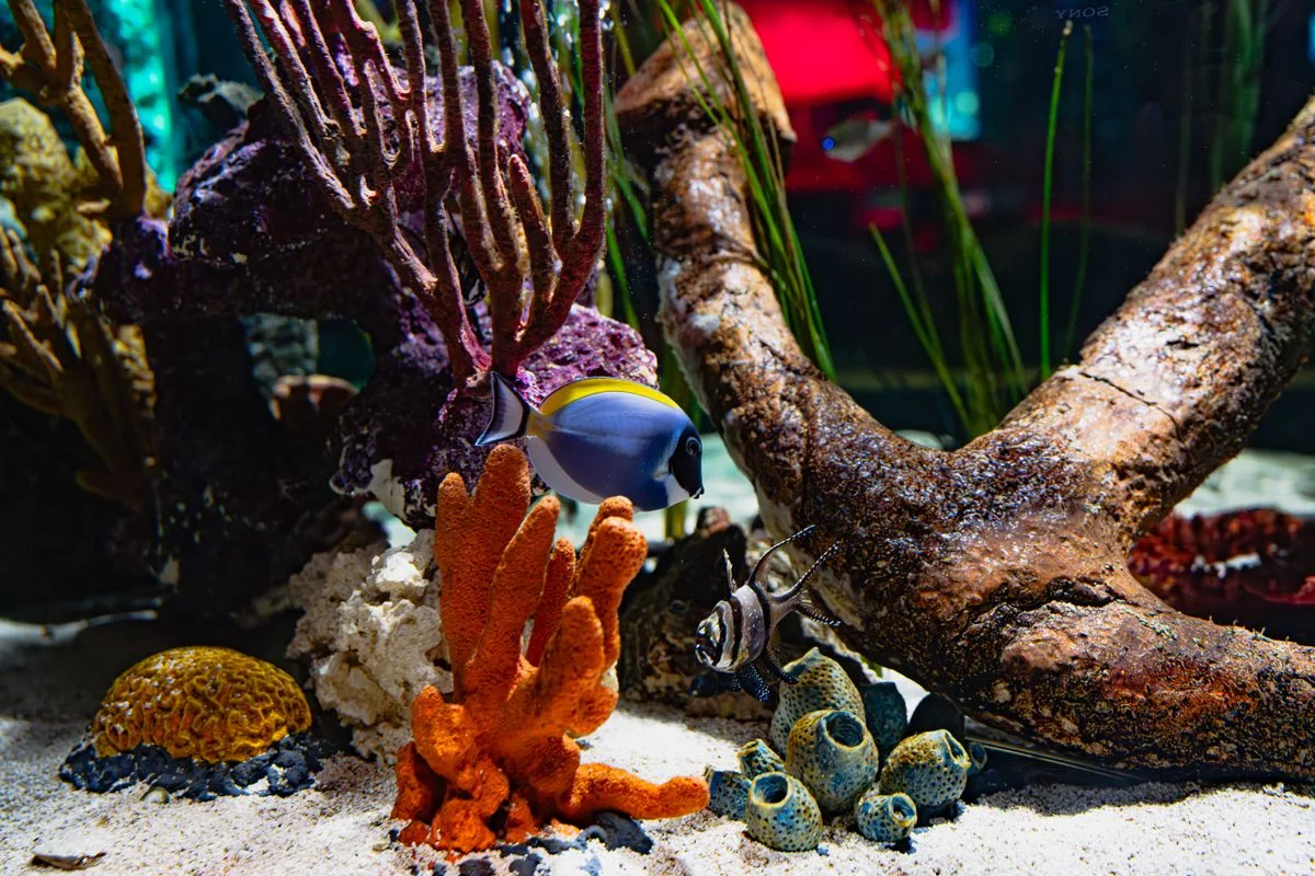 reef tank cost — reef tank
