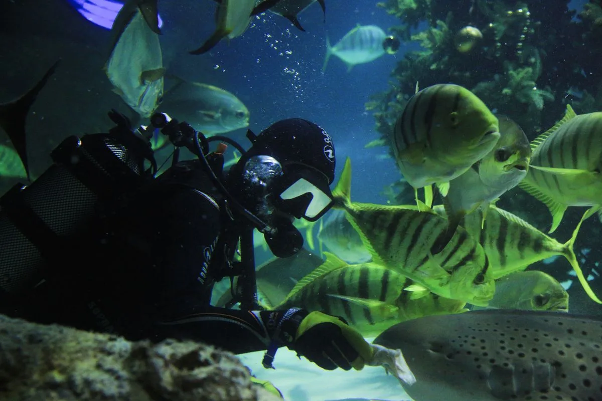 saltwater reef tank setup — aquarium equipment