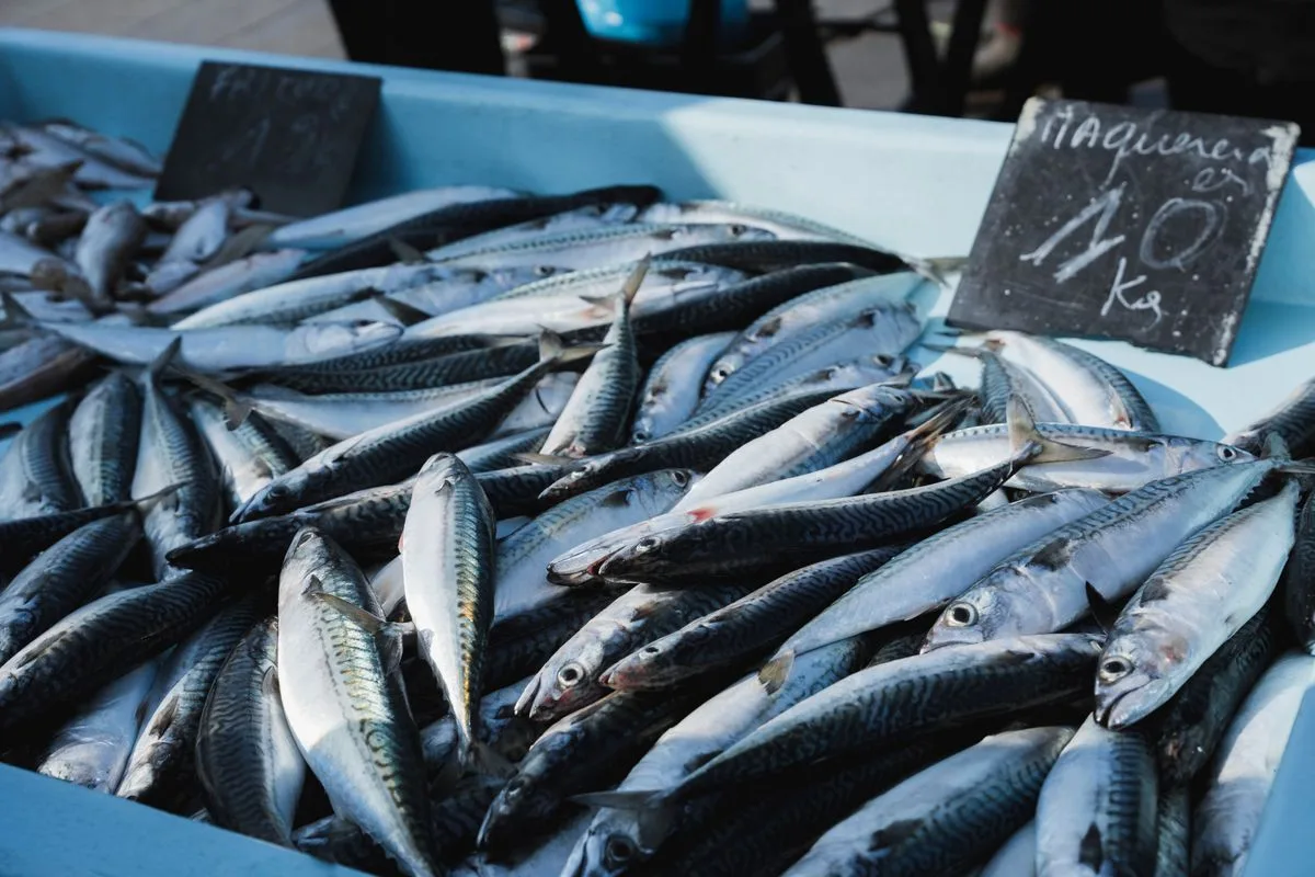 beginner saltwater fish — reef fish