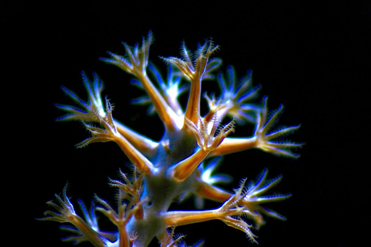 coral aggression — reef coral