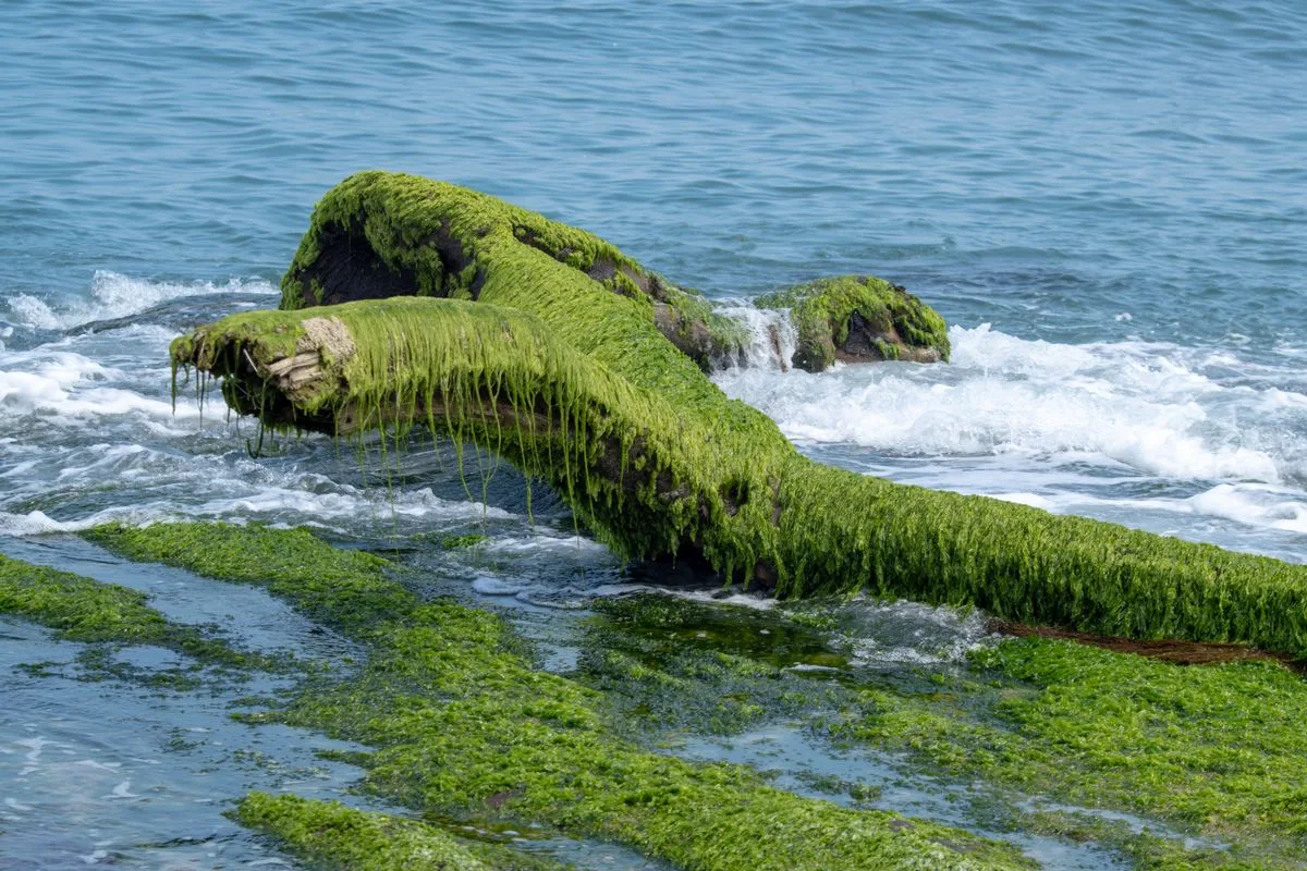 reef nitrate phosphate — reef tank