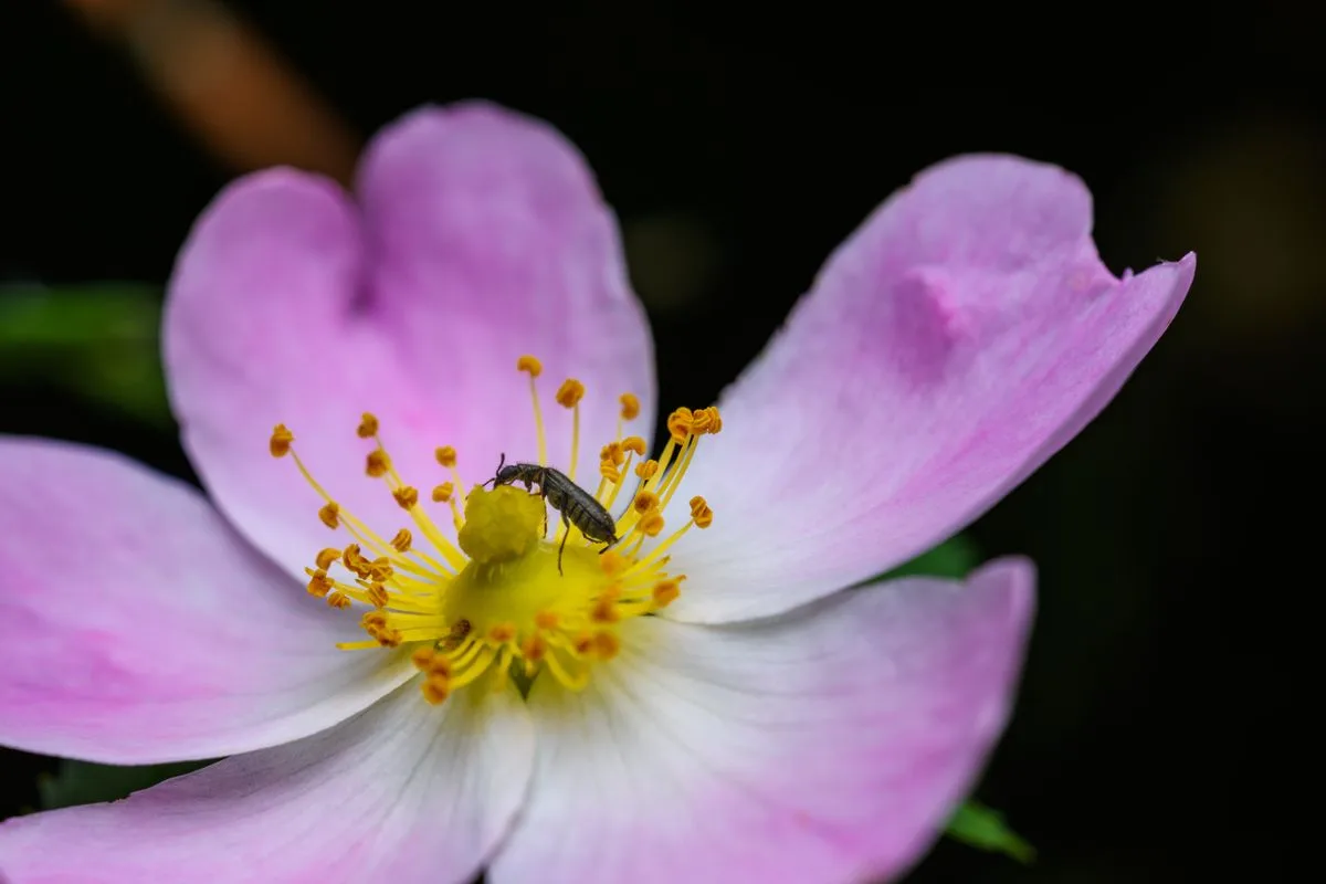 aiptasia removal — pest anemone
