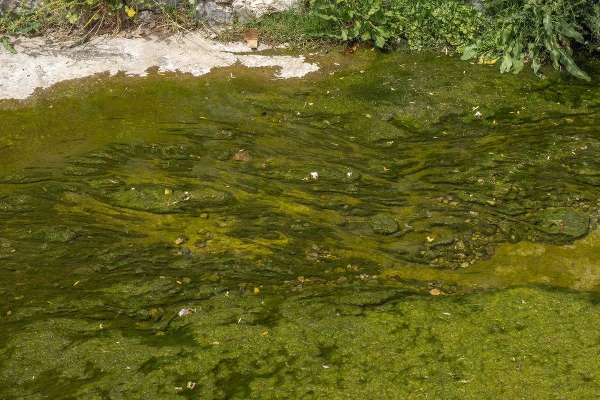 reef nitrate phosphate — green algae water
