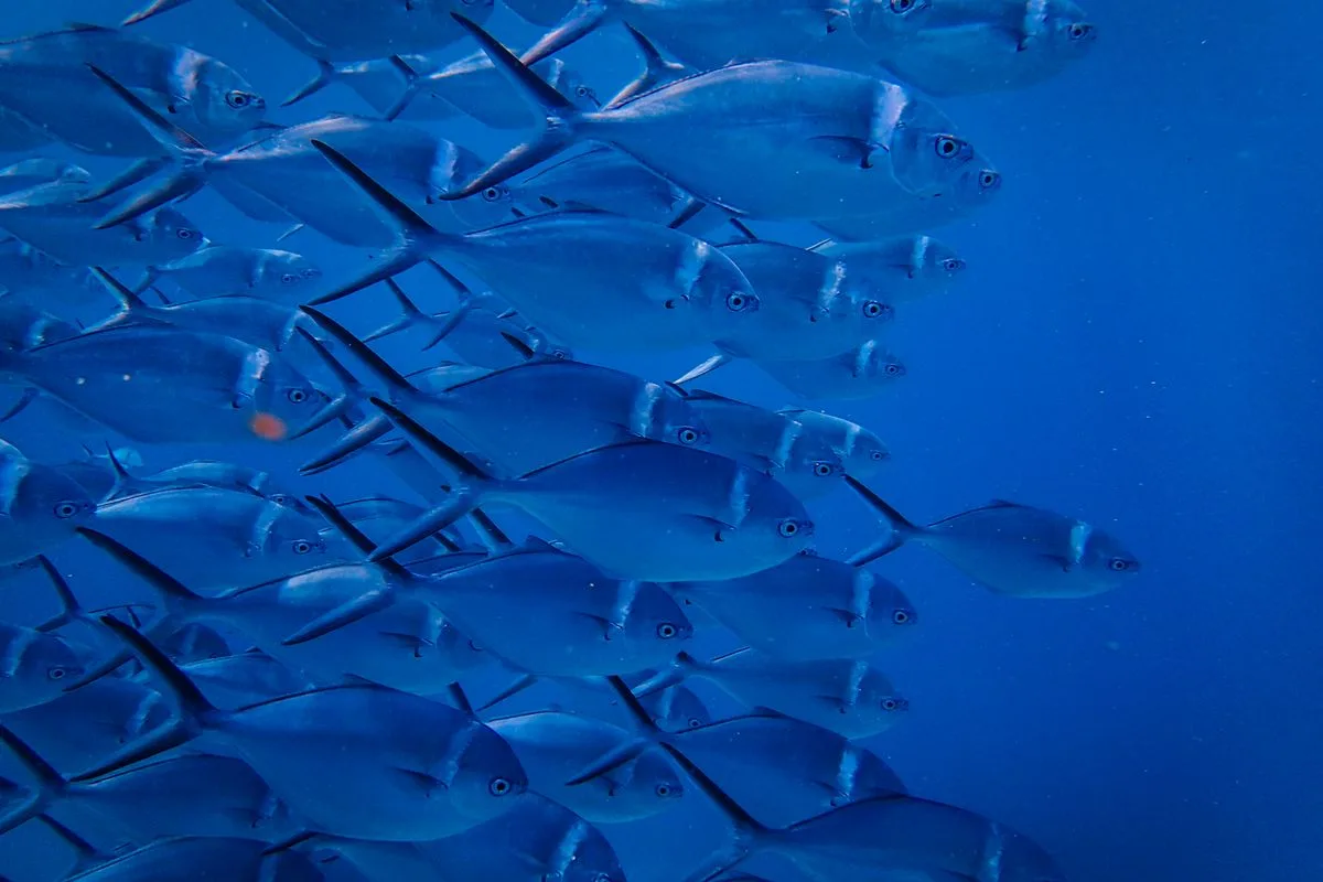 reef fish aggression — reef tank