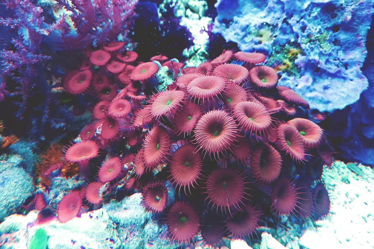 zoanthid care — zoa coral