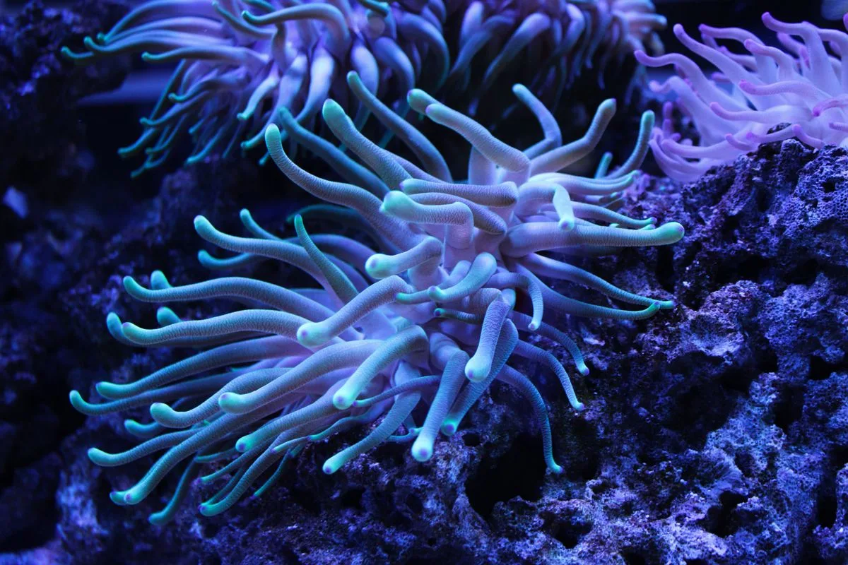 euphyllia coral care — euphyllia