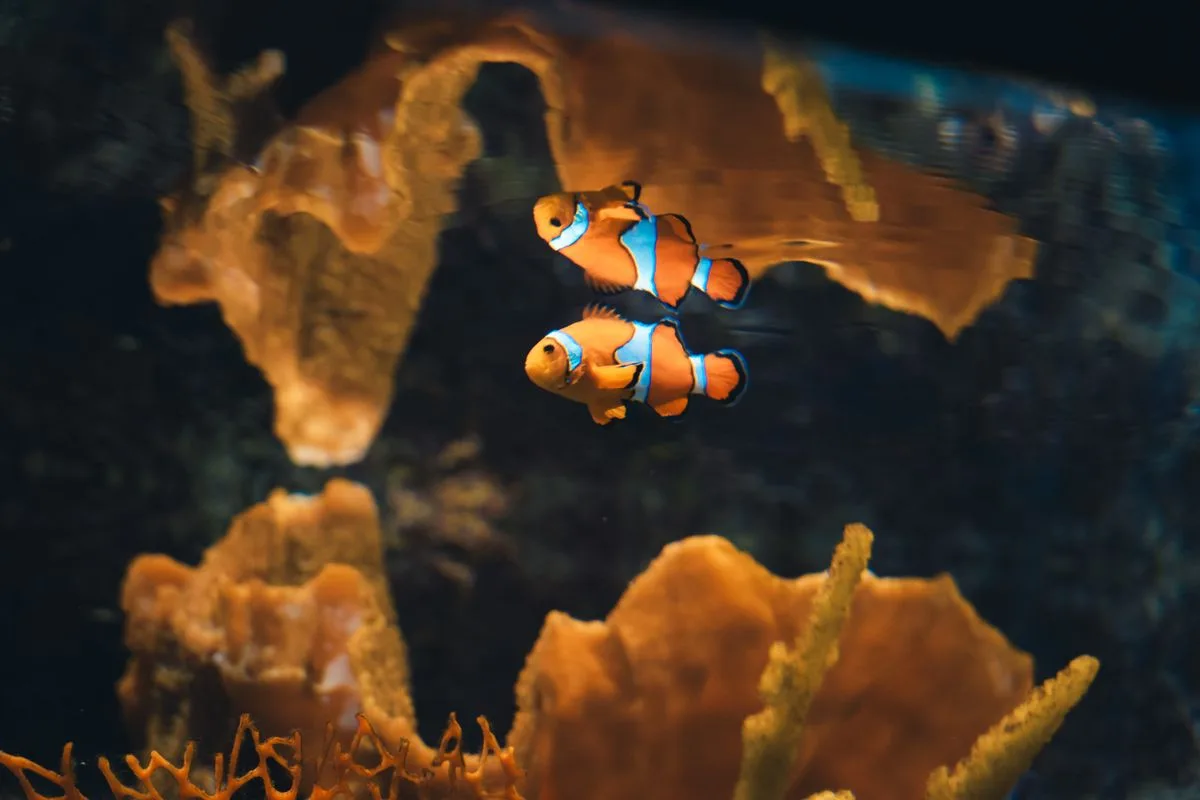 clownfish care — clownfish pair