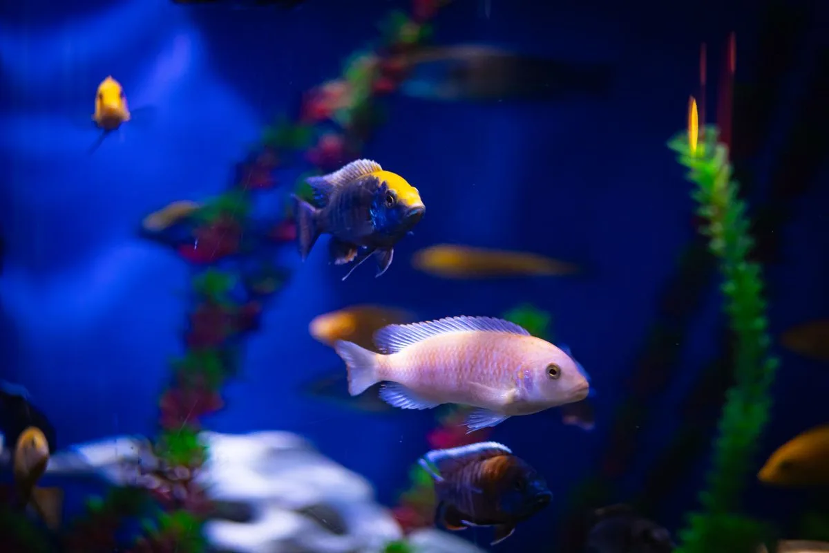 reef tank temperature — cool water