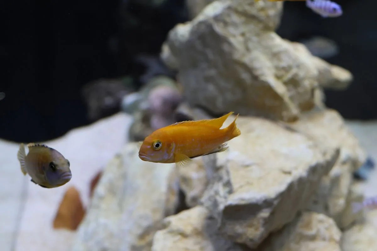 beginner reef tank size — nano aquarium