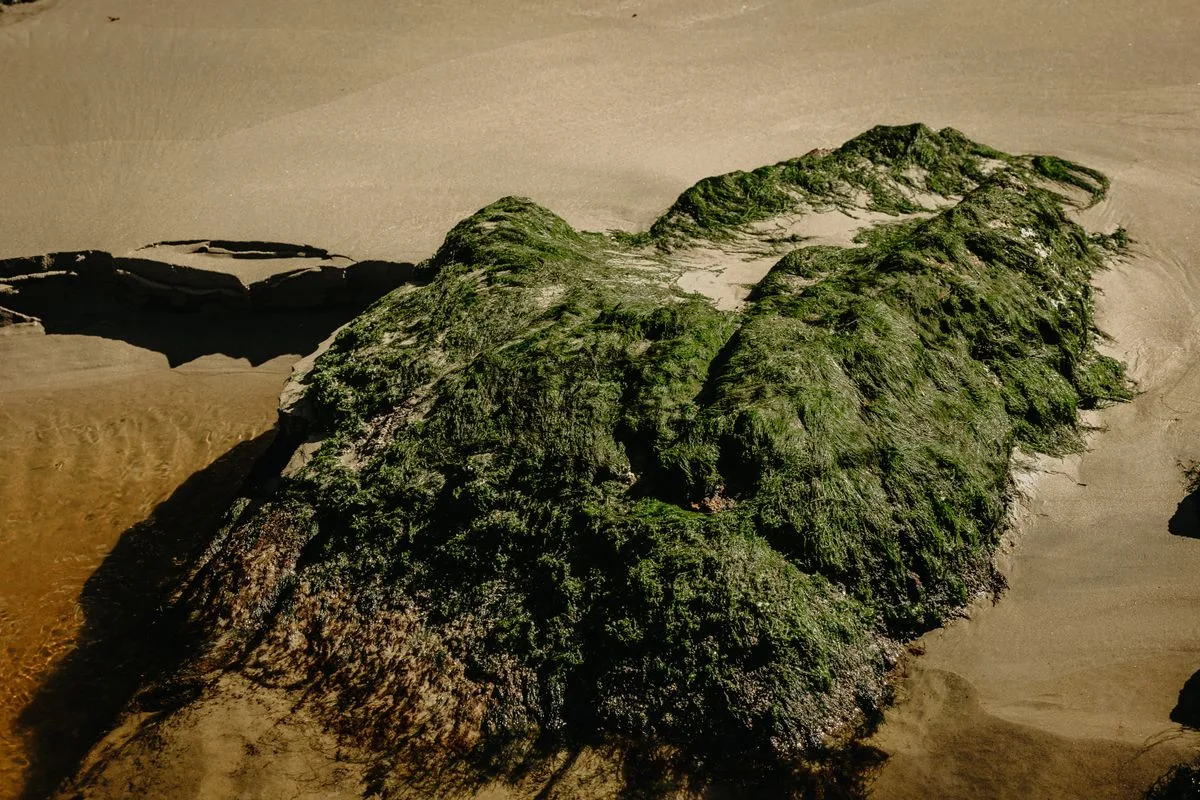 reef algae control — cyanobacteria