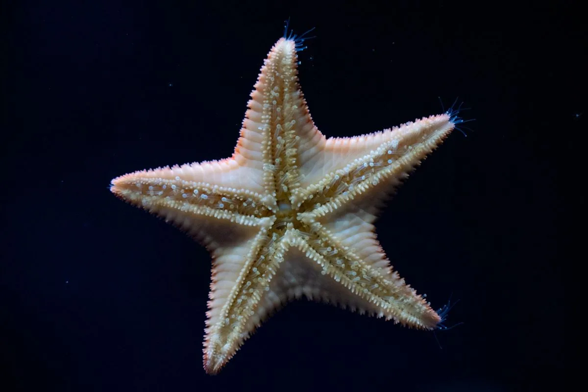 reef invertebrates — sea star