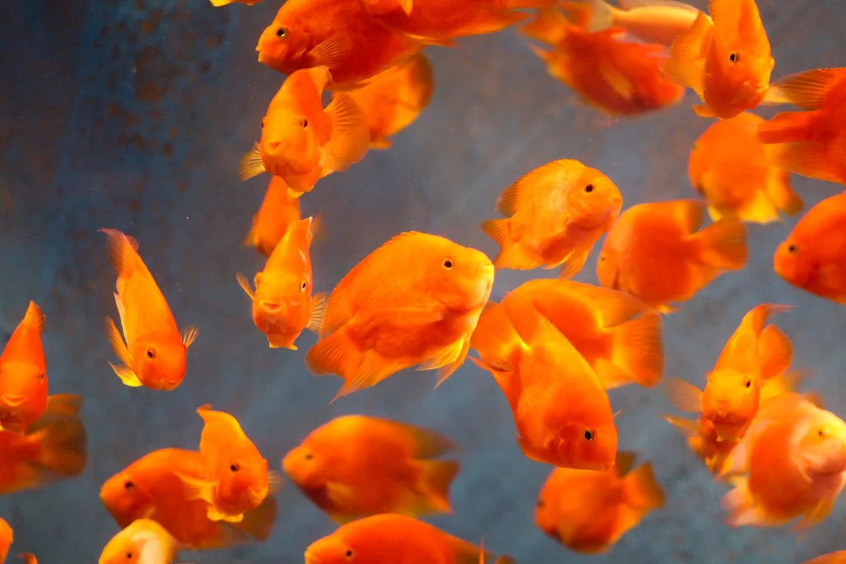 new tank mistakes reef — fish tank