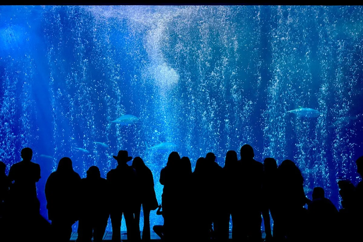 protein skimmer reef tank — marine aquarium