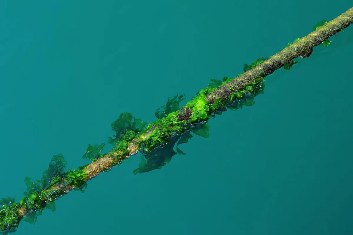 reef algae control — green hair algae