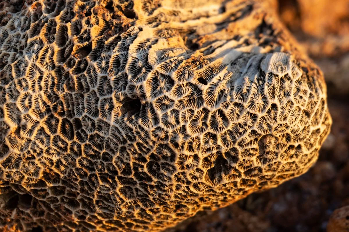 coral placement light flow — coral on rock