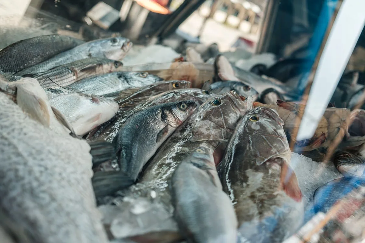 feeding saltwater fish — marine fish eating