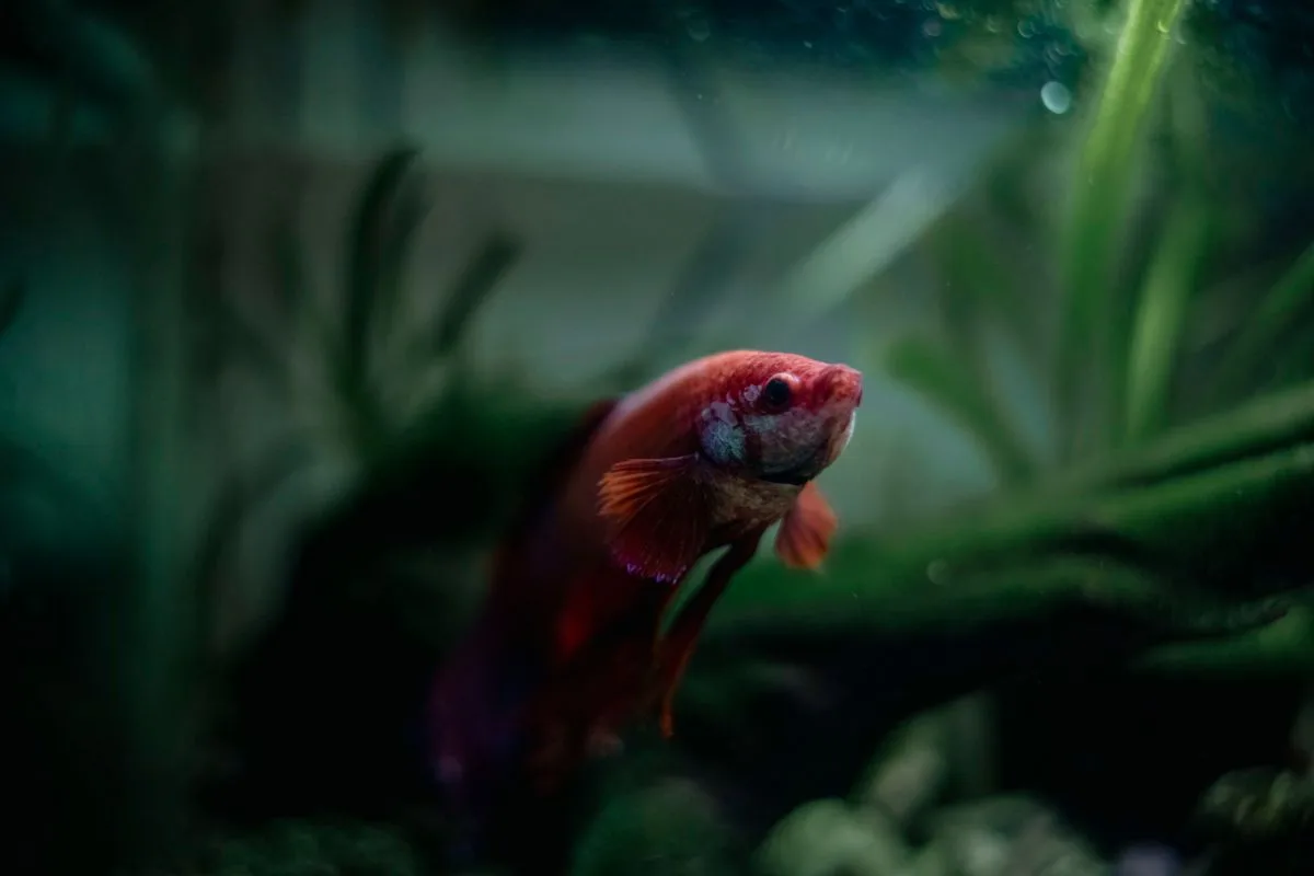 beginner reef tank size — aquarium glass