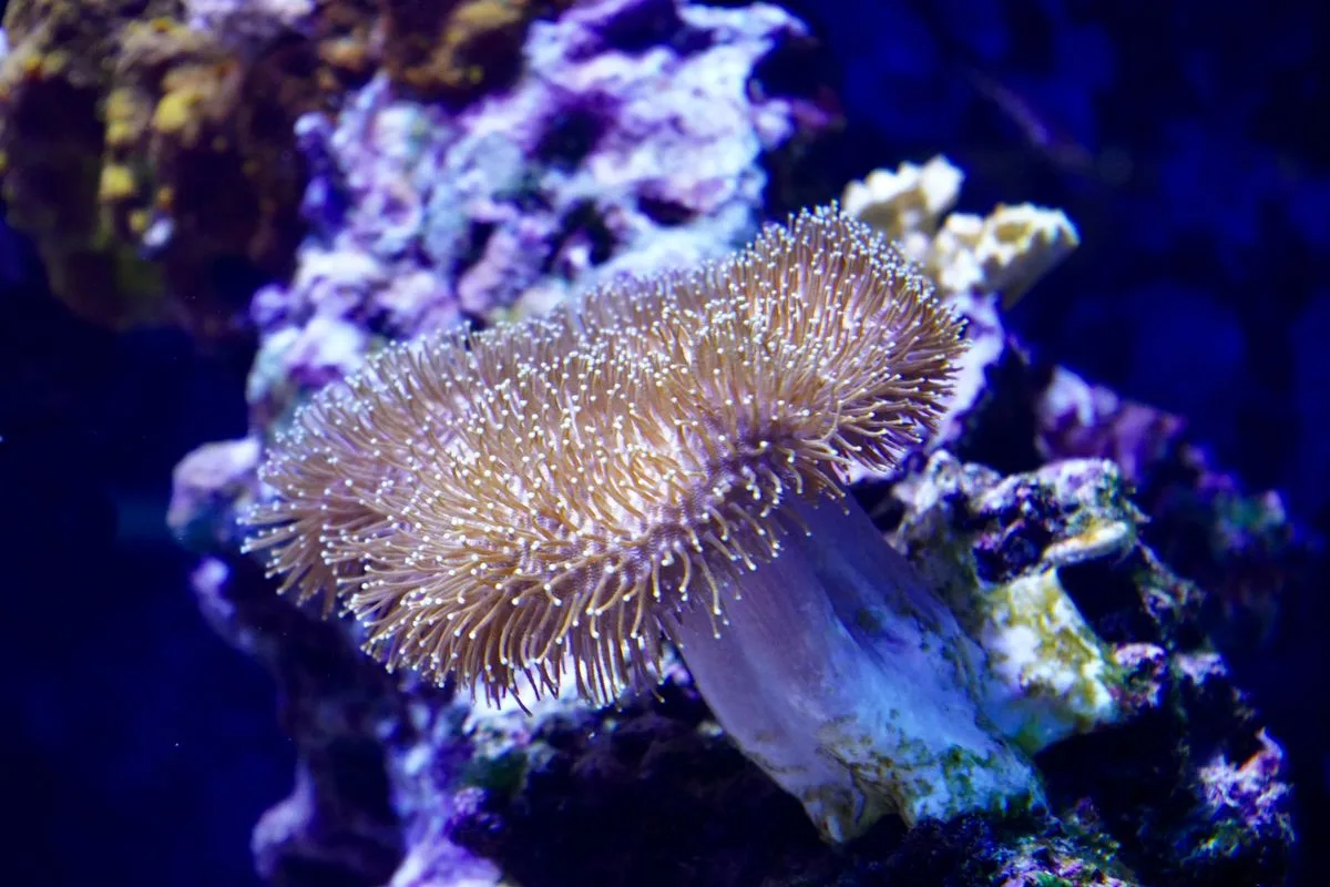 reef aquarium lighting — coral under blue light
