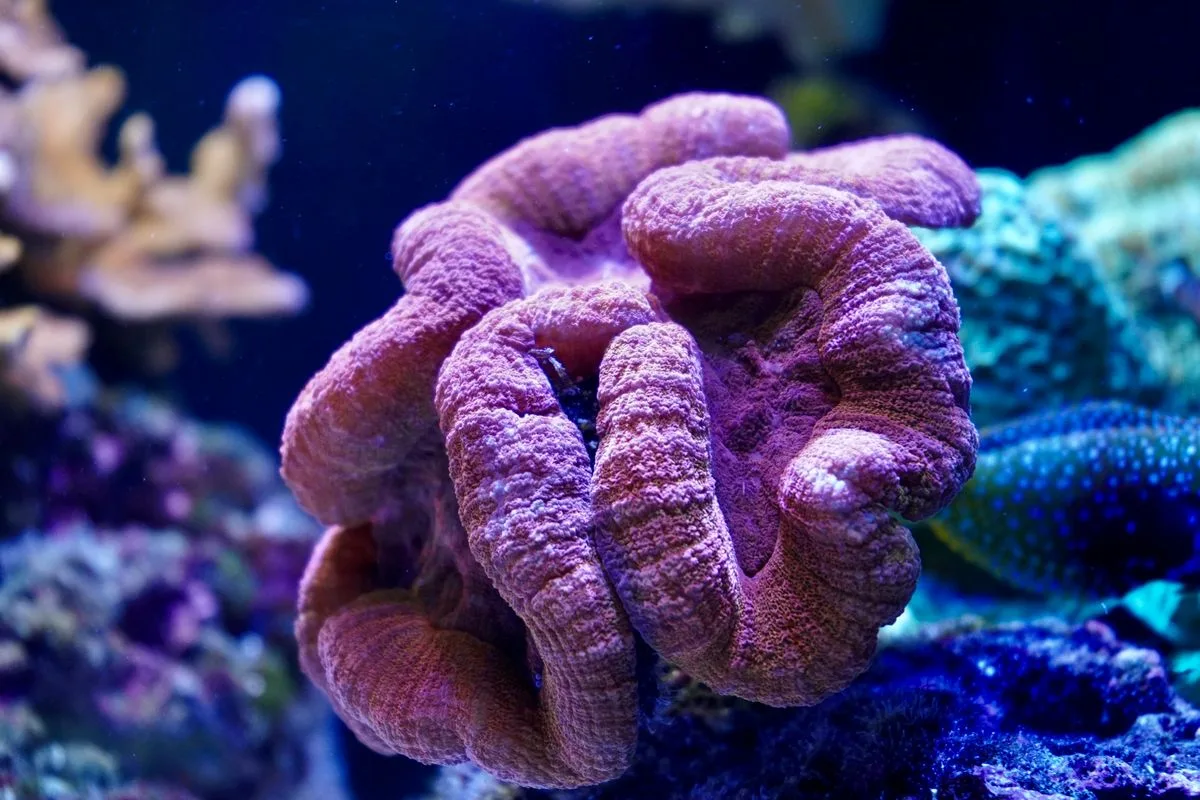reef trace elements — marine life