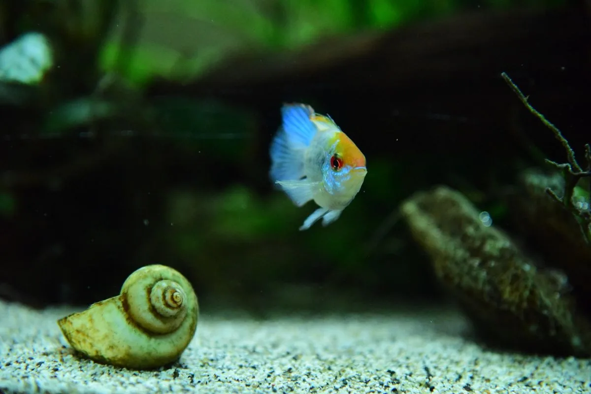 best nano reef tank — desktop reef