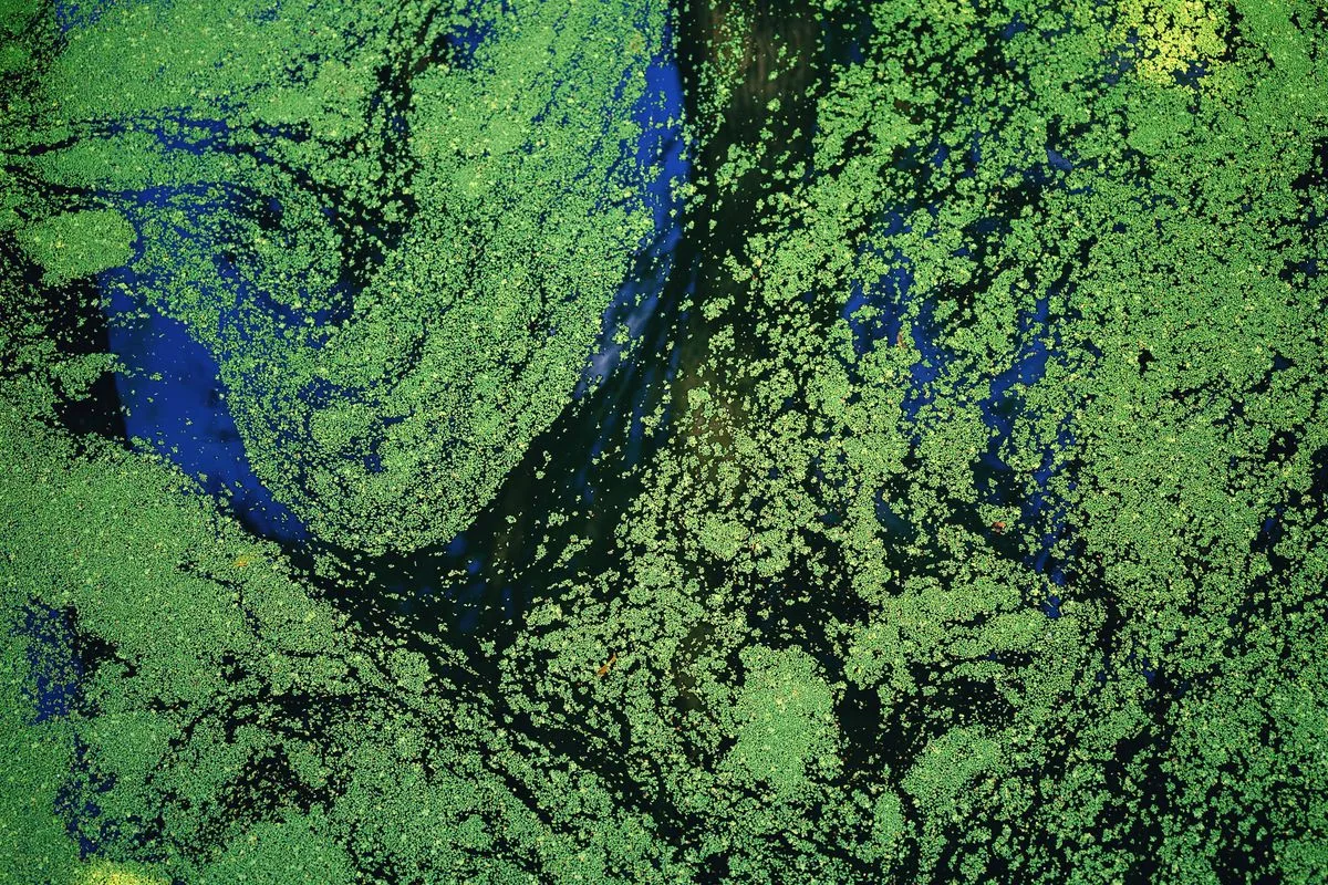 reef nutrient control — macroalgae