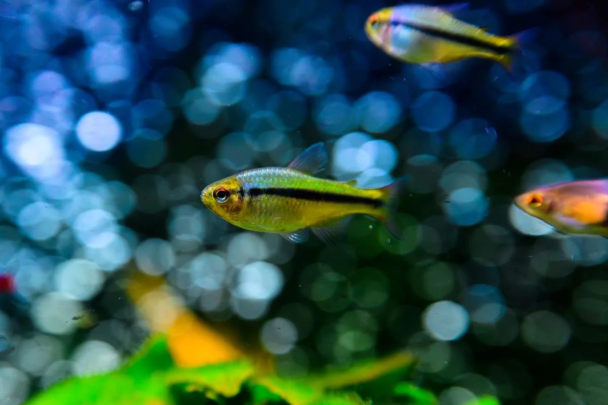 saltwater aquarium heater — fish tank thermometer