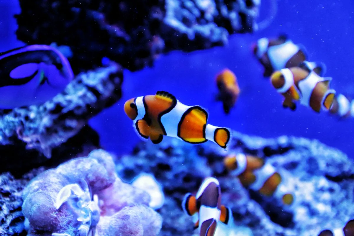 saltwater aquarium heater — aquarium equipment
