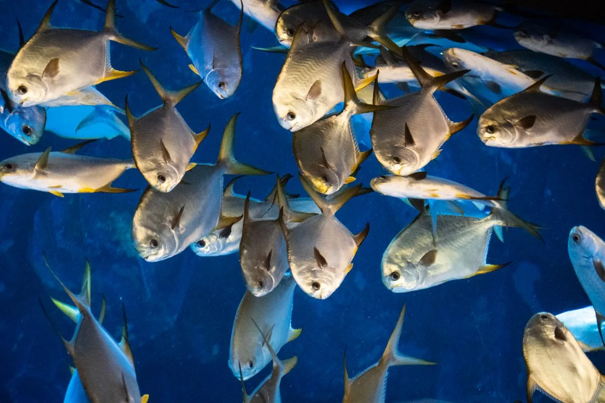 new reef stocking order — marine fish
